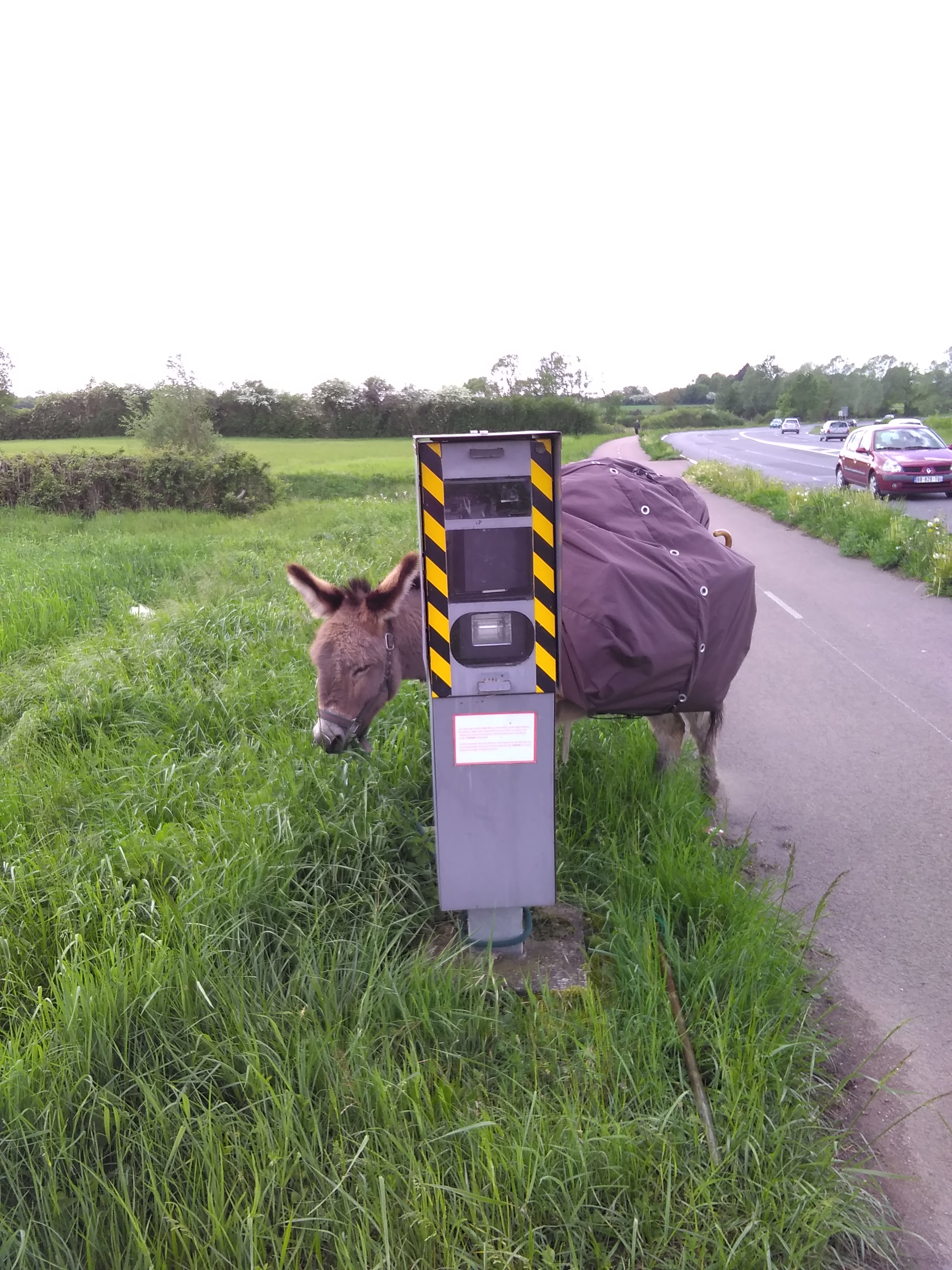 Un âne sur la route de saint jacques de compostelle